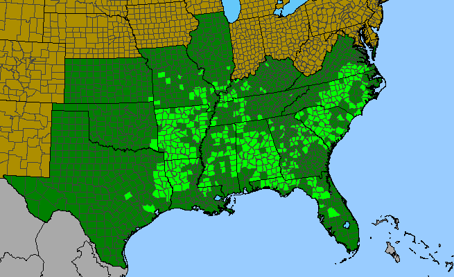 The native range of Acer floridanum